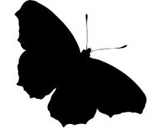 Butterfly silhoueete