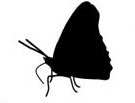 Butterfly side silhoueete