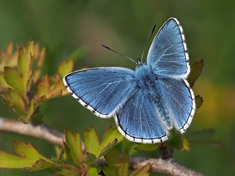 Adonis Blue Butterfly-denoise-standard