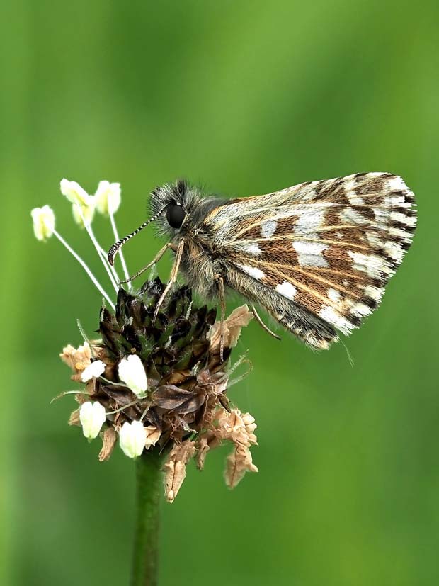 Grizzled skipper side view-denoise-standard