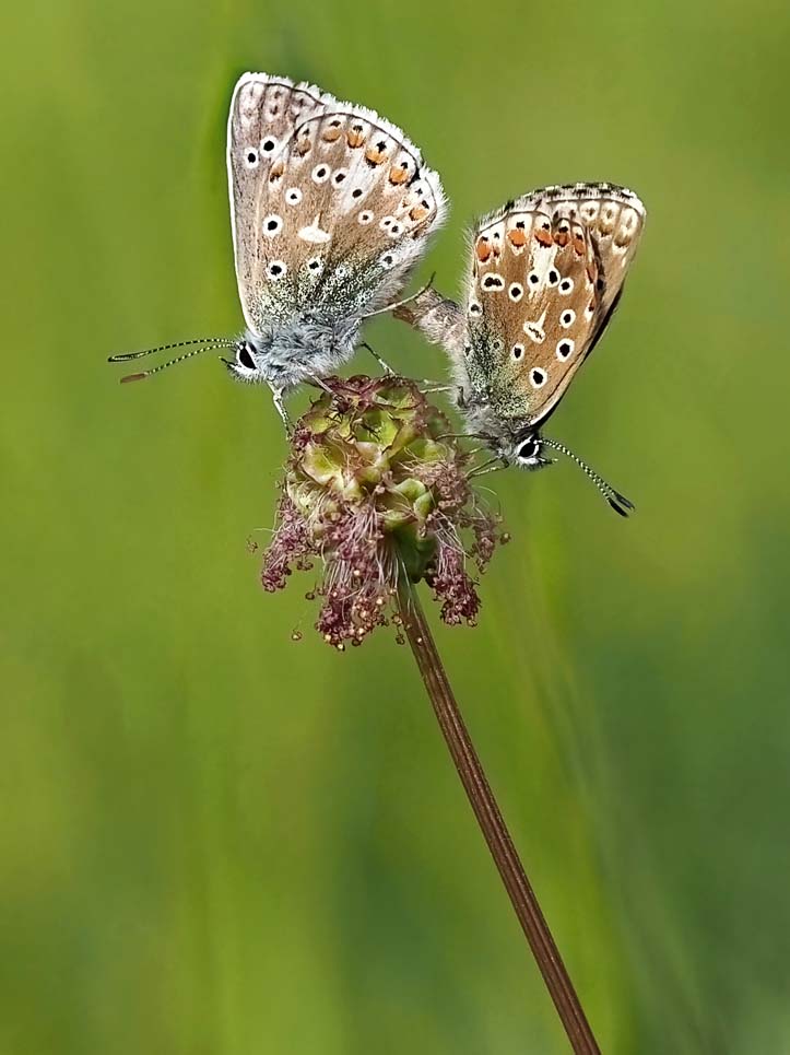 Mating Butterflies-denoise-standard