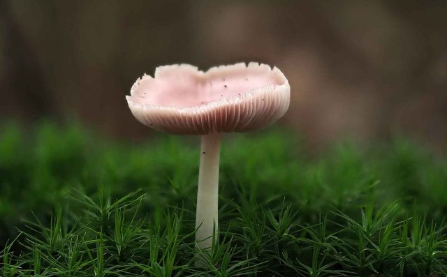 Pink funghi-denoise-standard