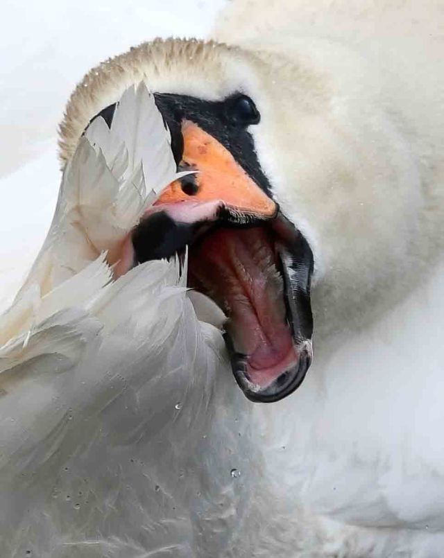 Swan flickr